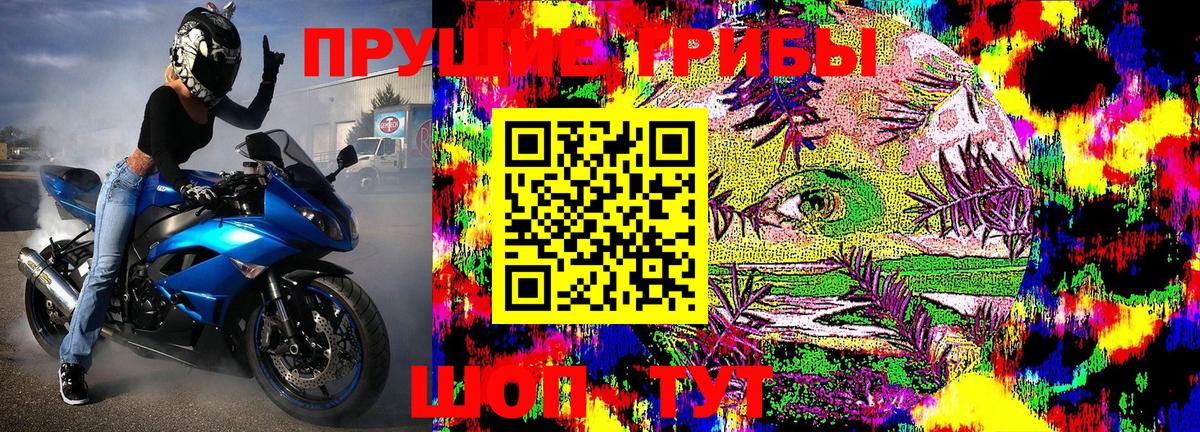 Галлюциногенные грибы Psilocybine cubensis Каспийск